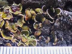 Psora nipponica