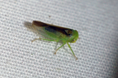 Populicerus suturalis