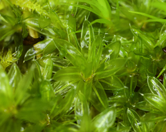 Bryum canariense