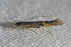 Cosmopterix fernaldella