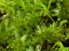 Bryum canariense