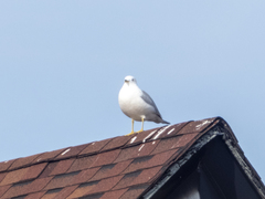 Larus delawarensis