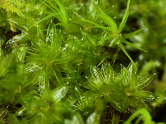 Bryum canariense