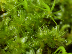 Bryum canariense