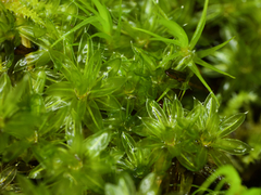 Bryum canariense