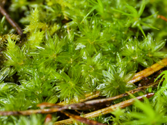 Bryum canariense