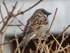 Passer domesticus