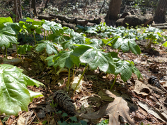 Podophyllum