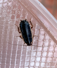Loboptera