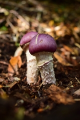 Cortinarius lebre