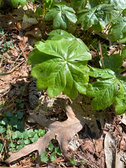 Podophyllum