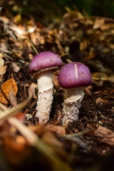 Cortinarius lebre
