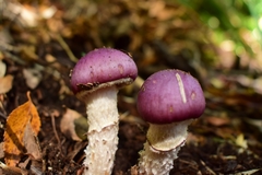 Cortinarius lebre