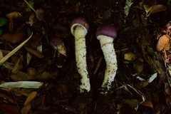 Cortinarius lebre