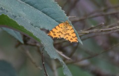 Pseudopanthera macularia