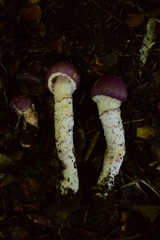 Cortinarius lebre