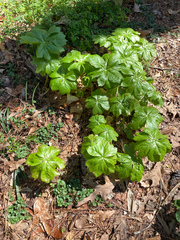 Podophyllum