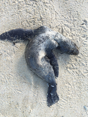 Arctocephalus townsendi