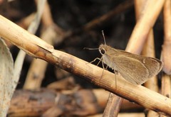 Lerodea eufala eufala