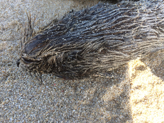 Arctocephalus townsendi