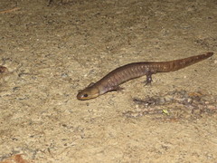 Ambystoma jeffersonianum