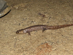 Ambystoma jeffersonianum