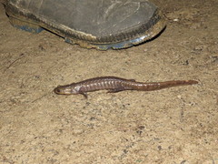 Ambystoma jeffersonianum