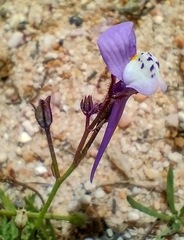 Linaria algarviana