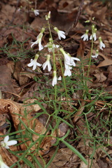 Cardamine dissecta