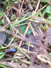 Ectobius sylvestris