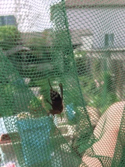 Dolichovespula maculata