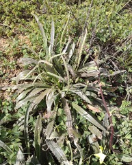 Plantago serraria