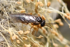 Hoplocampa