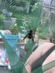 Dolichovespula maculata