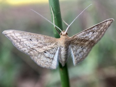 Scopula oppilata