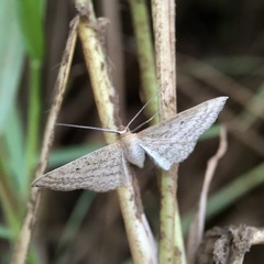 Scopula oppilata