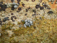 Echinolittorina ziczac