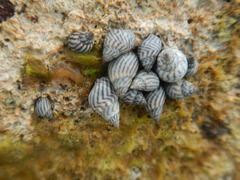 Echinolittorina ziczac