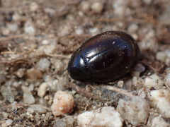 Amphicyrta chrysomelina