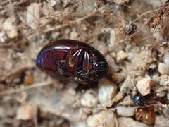 Amphicyrta chrysomelina