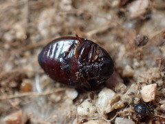 Amphicyrta chrysomelina
