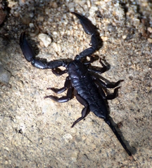 Hadogenes granulatus