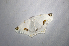 Sericoptera