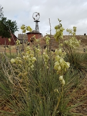Yucca constricta