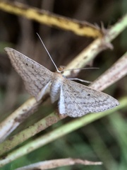 Scopula oppilata