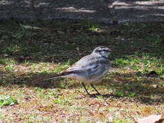 Motacilla alba lugens