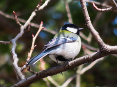 Parus minor