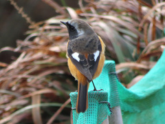 Phoenicurus auroreus