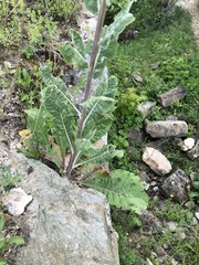 Verbascum speciosum