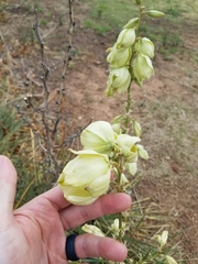 Yucca constricta